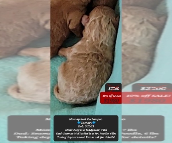 Medium Photo #2 Poodle (Toy)-Zuchon Mix Puppy For Sale in TUCSON, AZ, USA