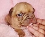 Small #8 French Bulldog