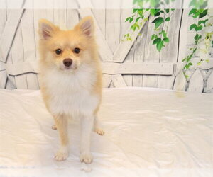Pomeranian-Unknown Mix Dogs for adoption in Oroville, CA, USA