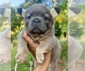 French Bulldog Puppy for sale in SALT LAKE CITY, UT, USA