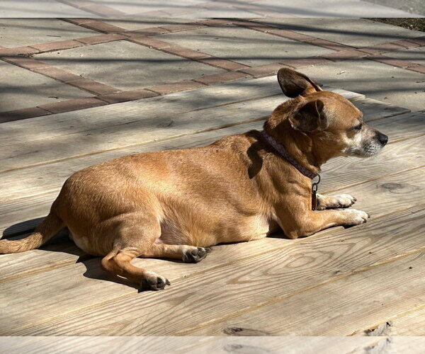 Medium Photo #4 Daug Puppy For Sale in Boonton, NJ, USA