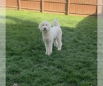 Small Photo #3 Poodle (Standard) Puppy For Sale in PICKERINGTON, OH, USA