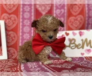Cavapoo Puppy for sale in LANCASTER, PA, USA