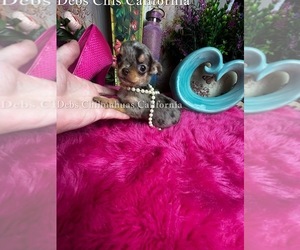 Chihuahua Puppy for sale in TRACY, CA, USA