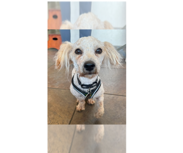 Medium Photo #2 Poodle (Miniature)-Unknown Mix Puppy For Sale in Greenbelt, MD, USA