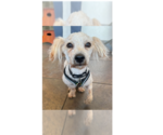 Small #1 Poodle (Miniature) Mix