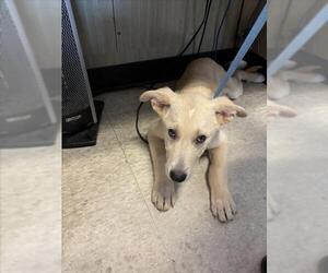 Labrenees Dogs for adoption in Plano, TX, USA