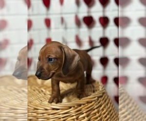 Dachshund Puppy for sale in LONE TREE, CO, USA