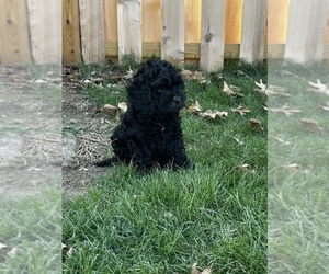 Medium Cockapoo (Miniature)
