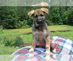 Small #5 German Shepherd Dog