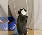 Small #7 Boston Terrier