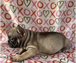 Small Photo #7 French Bulldog Puppy For Sale in HESPERIA, CA, USA