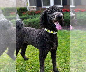 Poodle (Standard)-Unknown Mix Dogs for adoption in Valrico, FL, USA