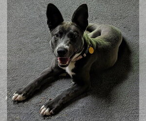 Mutt Dogs for adoption in Boston, MA, USA