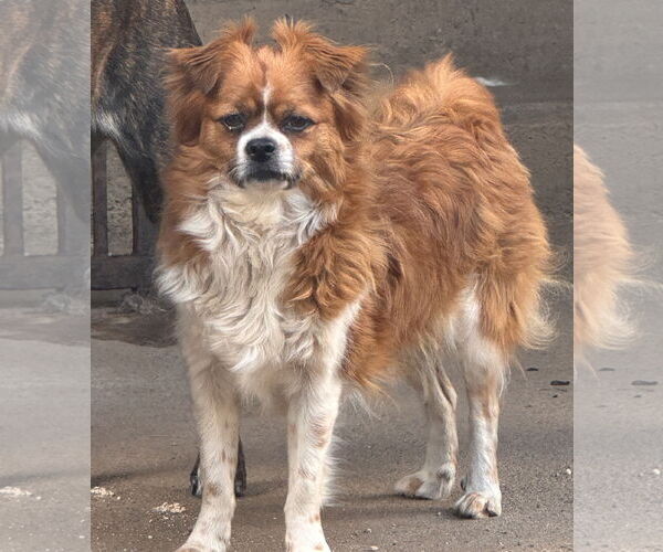 Medium Photo #2 Pekalier Puppy For Sale in Lake Elsinore, CA, USA