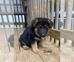 Puppy Puppy 4 German Shepherd Dog