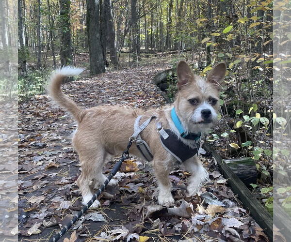 Medium Photo #9 Cairn Terrier-Unknown Mix Puppy For Sale in Clarkston, MI, USA