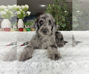 Labradoodle Puppy for sale in GREENFIELD, IN, USA