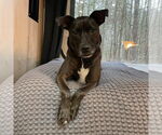 Small #33 American Pit Bull Terrier-Labrador Retriever Mix
