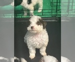 Small Photo #5 Poodle (Toy) Puppy For Sale in ORLANDO, FL, USA