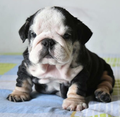 Bulldog Puppy for sale in ORLANDO, FL, USA