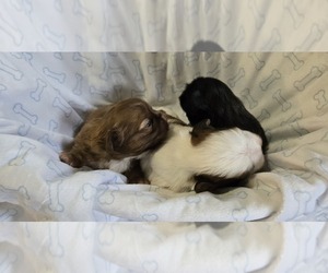 Shih Tzu Puppy for Sale in COUNTRY CLUB, Missouri USA