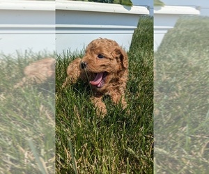 Poodle (Toy) Puppy for sale in GOSHEN, IN, USA