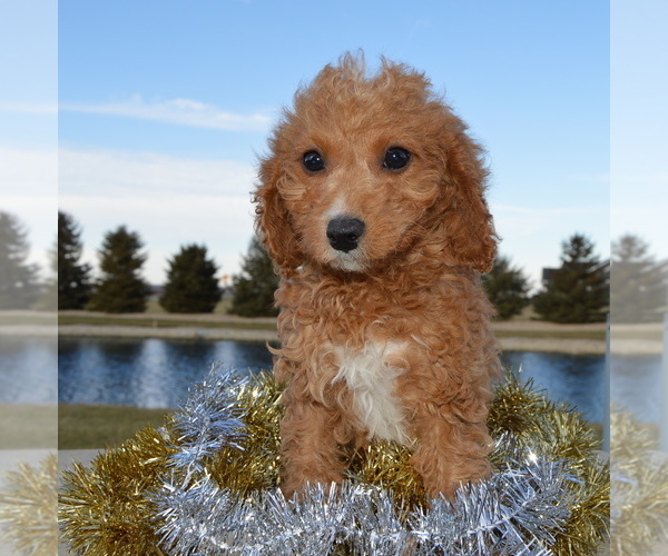 Medium Photo #8 Cavapoo Puppy For Sale in CELINA, OH, USA