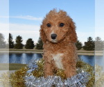 Small Photo #8 Cavapoo Puppy For Sale in CELINA, OH, USA