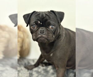 Pug Dogs for adoption in Studio City, CA, USA