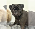 Small Pug
