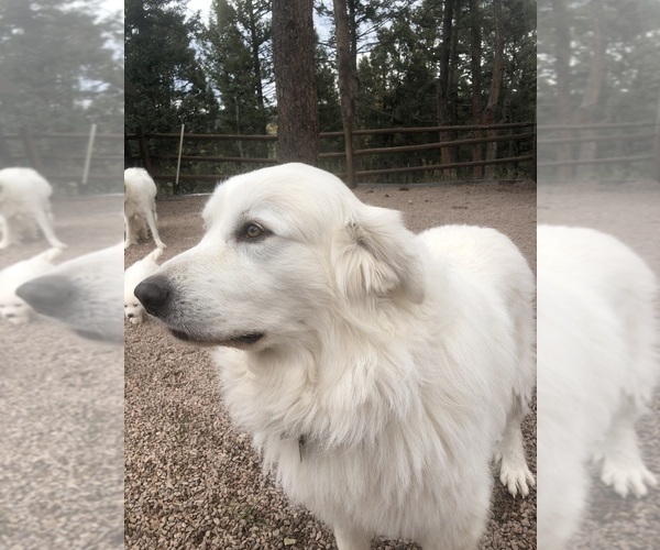 Medium Photo #1 Great Pyrenees Puppy For Sale in WOODLAND PARK, CO, USA