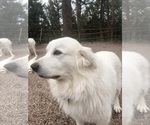 Small Photo #1 Great Pyrenees Puppy For Sale in WOODLAND PARK, CO, USA