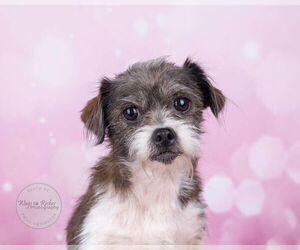 Shih Tzu-Unknown Mix Dogs for adoption in Tuscaloosa, AL, USA