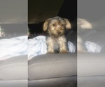 Small Photo #10 Yorkshire Terrier Puppy For Sale in BENSON, NC, USA