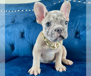 French Bulldog Puppy for sale in NEWPORT BEACH, CA, USA