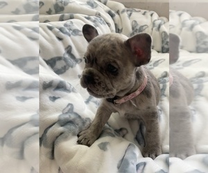 French Bulldog Puppy for sale in FORT MORGAN, CO, USA