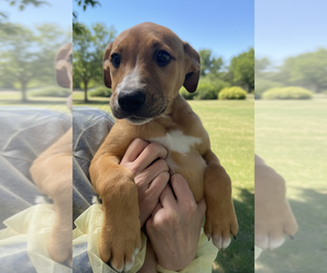 Mutt Dogs for adoption in Elmsford, NY, USA
