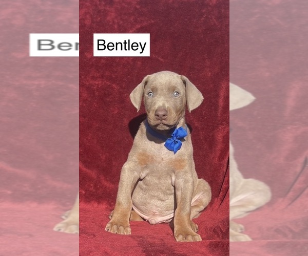 Medium Photo #3 Doberman Pinscher Puppy For Sale in POMEROY, OH, USA