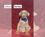 Small #2 Doberman Pinscher