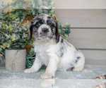 Puppy Pixie Cocker Spaniel