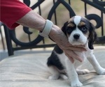 Small Photo #17 Cavalier King Charles Spaniel Puppy For Sale in BENTONVILLE, AR, USA