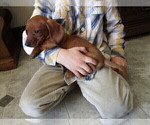 Small Photo #3 Dachshund Puppy For Sale in OWEN, WI, USA