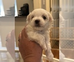 Puppy Puppy 4 Maltese