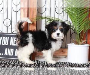 Cav-A-Malt Puppy for sale in NAPLES, FL, USA