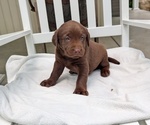 Small #4 Labrador Retriever