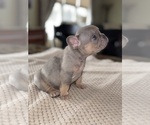 Puppy Batman French Bulldog