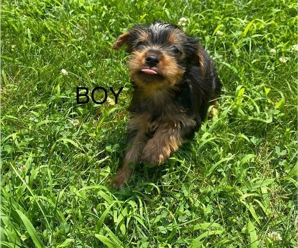 Medium Photo #1 Yorkshire Terrier Puppy For Sale in RICHMOND, MI, USA