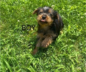 Yorkshire Terrier Puppy for sale in RICHMOND, MI, USA