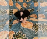 Small Photo #24 Border Collie Puppy For Sale in AIKEN, SC, USA